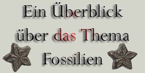 fossilien_soenke.jpg fossilien_soenke.jpg