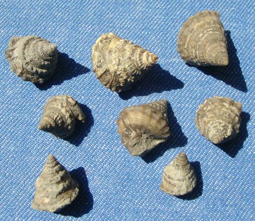 gc_ammo_amphitrochus_subduplicatus.JPG gc_ammo_amphitrochus_subduplicatus.JPG
