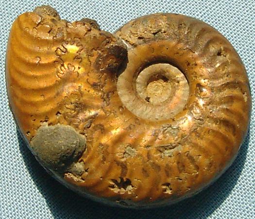 gc_ammo_goldschnecke.JPG gc_ammo_goldschnecke.JPG
