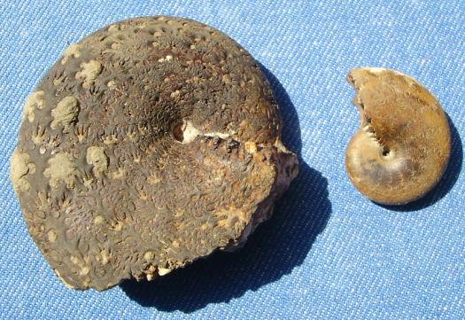 gc_ammo_phylloceras_heterophyllum.JPG gc_ammo_phylloceras_heterophyllum.JPG