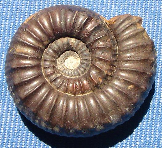 gc_ammonit5.JPG gc_ammonit5.JPG