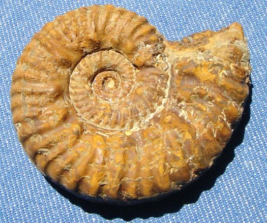 gc_ammonit6.JPG gc_ammonit6.JPG