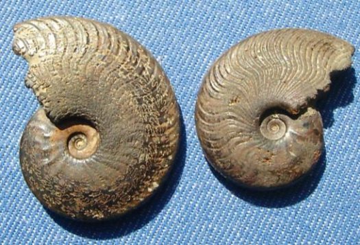 harpoceras37mm_gc_ammos.JPG harpoceras37mm_gc_ammos.JPG