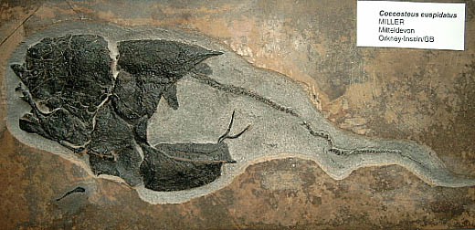 kaufmann-panzerfisch1_2.jpg kaufmann-panzerfisch1_2.jpg