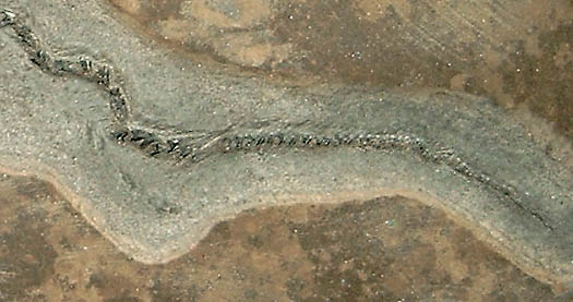kaufmann_panzerfisch3.jpg kaufmann_panzerfisch3.jpg