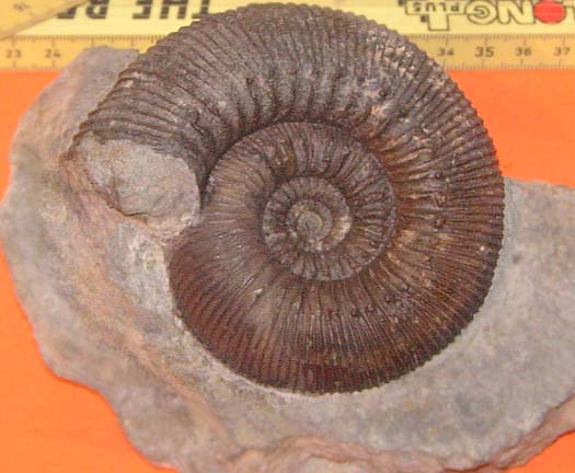 voegtli_peter_humphresianum.jpg voegtli_peter_humphresianum.jpg