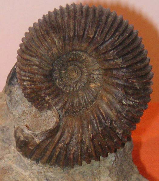voegtli_peter_humphresianum_steph1.jpg voegtli_peter_humphresianum_steph1.jpg