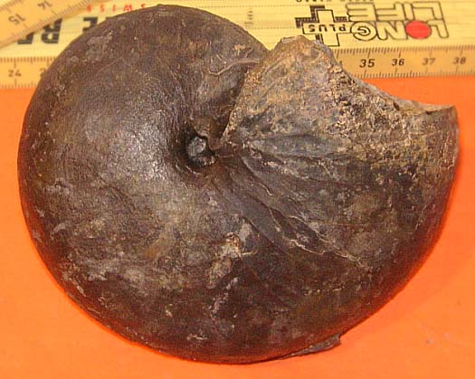 voegtli_peter_nautilus_gelterkinden.jpg voegtli_peter_nautilus_gelterkinden.jpg