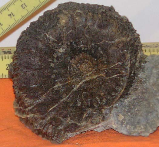 voegtli_peter_teloceras.jpg voegtli_peter_teloceras.jpg