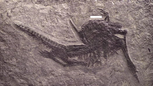 steinkern3_Protorosaurus.jpg steinkern3_Protorosaurus.jpg