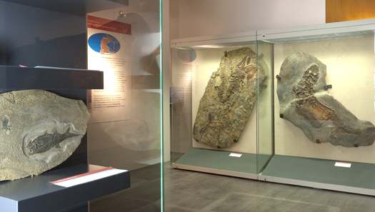 steinkern4_lippisches_landesmuseum.jpg steinkern4_lippisches_landesmuseum.jpg