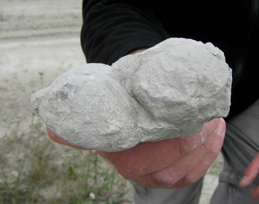 m10_micrasterstuefchen.jpg m10_micrasterstuefchen.jpg