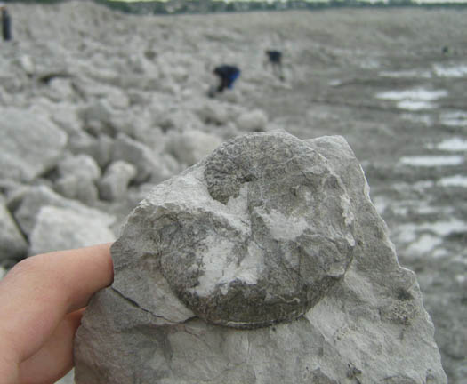 m12_scaphites.jpg m12_scaphites.jpg