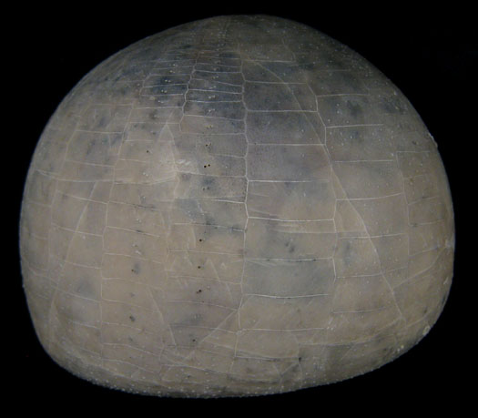 misburg_echinocorys.jpg misburg_echinocorys.jpg