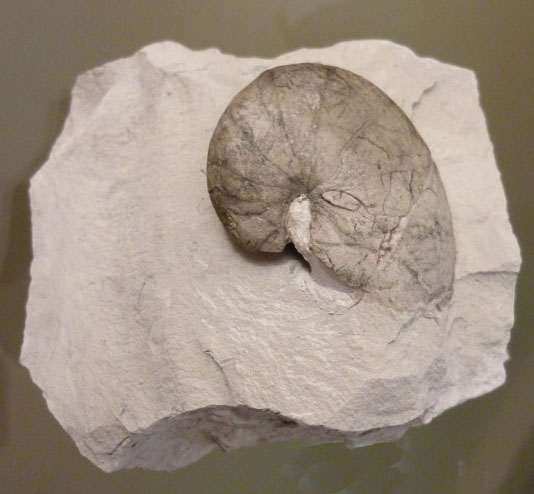 misburg_eutrephoceras.jpg misburg_eutrephoceras.jpg