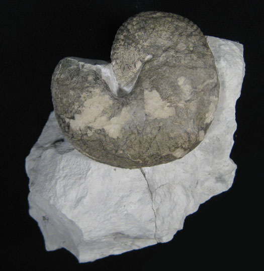 misburg_scaphites.jpg misburg_scaphites.jpg
