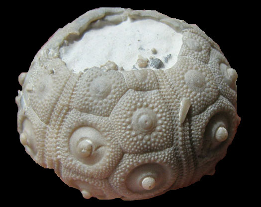 misburg_temnocidaris.jpg misburg_temnocidaris.jpg