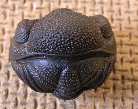 phacops1a.JPG phacops1a.JPG