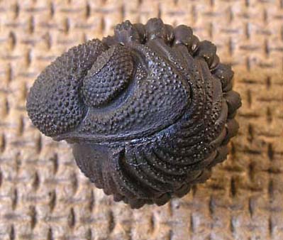 phacops1b.JPG phacops1b.JPG