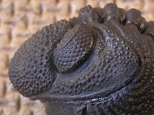 phacops1c.JPG phacops1c.JPG