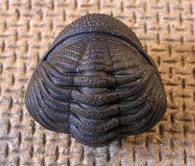 phacops1d.JPG phacops1d.JPG