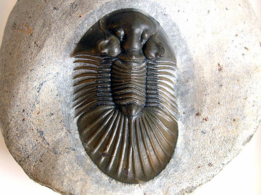 scabri1.JPG scabri1.JPG