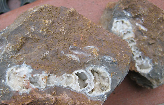 parkinsonia_sengenthal1.jpg parkinsonia_sengenthal1.jpg