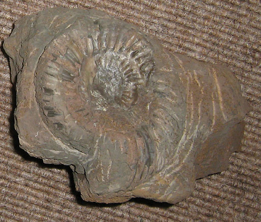 parkinsonia_sengenthal3.jpg parkinsonia_sengenthal3.jpg