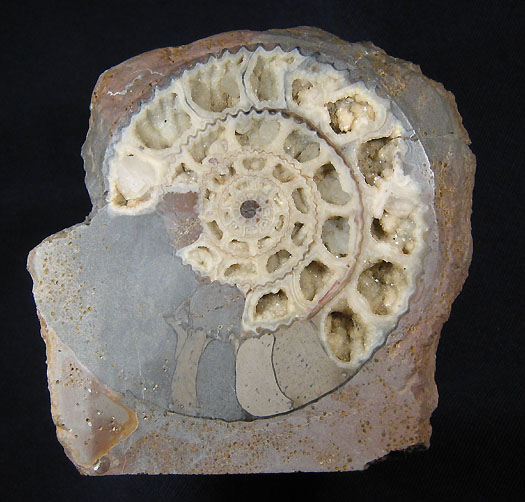 parkinsonia_sengenthal4.jpg parkinsonia_sengenthal4.jpg