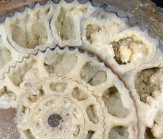 parkinsonia_sengenthal5.jpg parkinsonia_sengenthal5.jpg