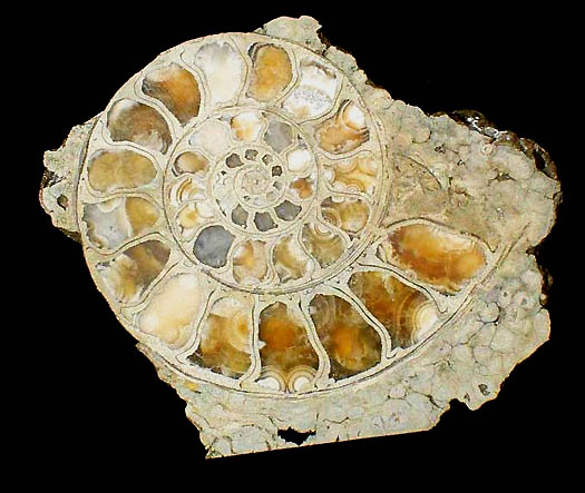 Eoderoceras_poliert.jpg Eoderoceras_poliert.jpg