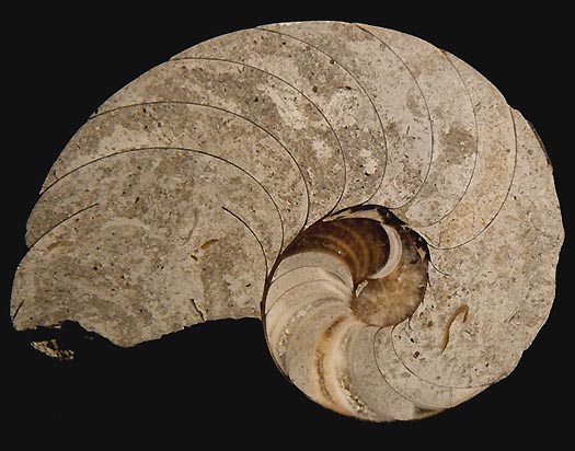 nautilus_schliff.jpg nautilus_schliff.jpg