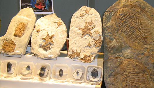 messe26_sonstiges_fossilangebot.jpg messe26_sonstiges_fossilangebot.jpg