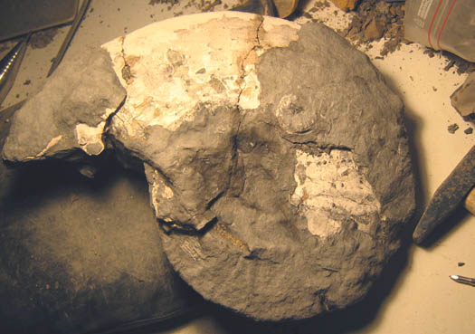 amaltheus10.jpg amaltheus10.jpg