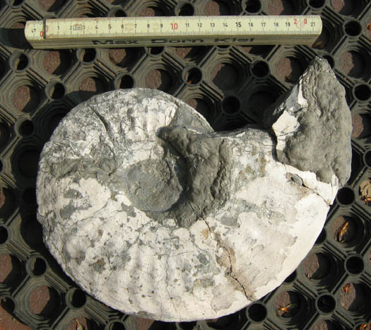 amaltheus13.jpg amaltheus13.jpg