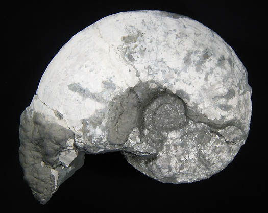 amaltheus14.jpg amaltheus14.jpg