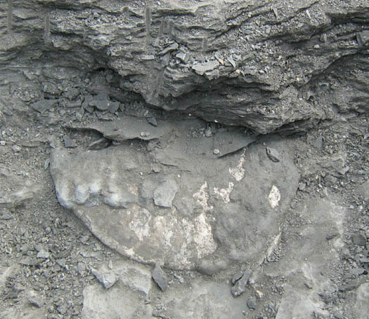 amaltheus3.jpg amaltheus3.jpg