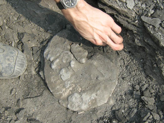 amaltheus5.jpg amaltheus5.jpg