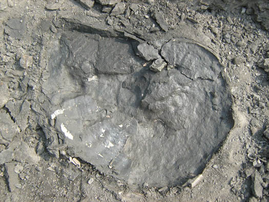 amaltheus7.jpg amaltheus7.jpg