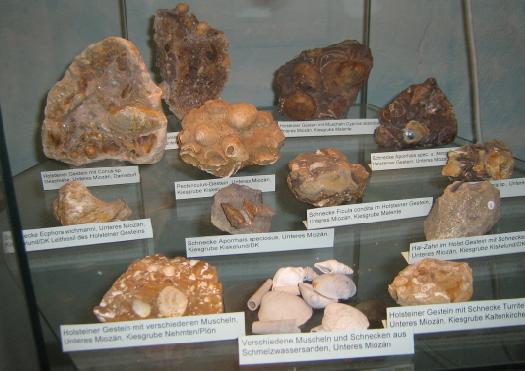 eiszeitmuseum6.JPG eiszeitmuseum6.JPG