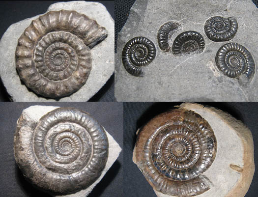 crucilobiceras_psiloceraten.jpg crucilobiceras_psiloceraten.jpg