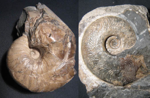 epsilon_harpoceras_nautilus.jpg epsilon_harpoceras_nautilus.jpg