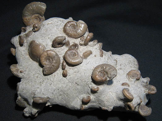 isle_of_skye_19cm_zahn2.jpg isle_of_skye_19cm_zahn2.jpg