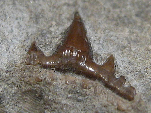 isle_of_skye_19cm_zahn_7mm.jpg isle_of_skye_19cm_zahn_7mm.jpg