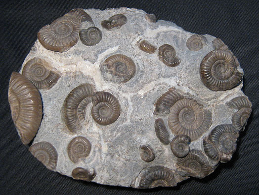isle_of_skye_4_dactylioceratenstufe.jpg isle_of_skye_4_dactylioceratenstufe.jpg