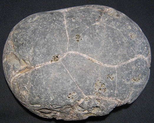 isle_of_skye_4_dactylioceratenstufe_rueckseite.jpg isle_of_skye_4_dactylioceratenstufe_rueckseite.jpg