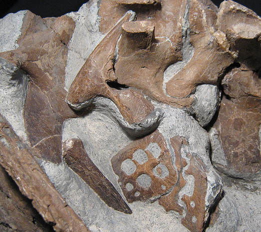 isle_of_skye_krokodi_detaill.jpg isle_of_skye_krokodi_detaill.jpg