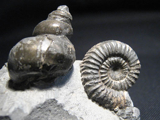 isle_of_skye_schnecke3cm_ammo.jpg isle_of_skye_schnecke3cm_ammo.jpg