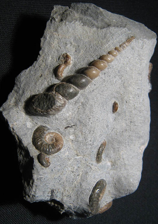 isle_of_skye_turmschnecke.jpg isle_of_skye_turmschnecke.jpg