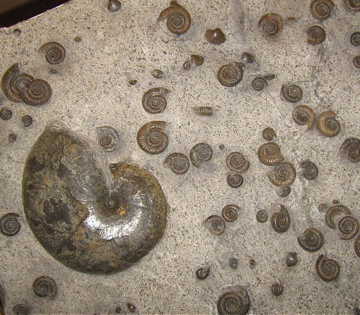 isle_ofskye_grosstufe_phylloceras_dactylioceras.jpg isle_ofskye_grosstufe_phylloceras_dactylioceras.jpg